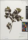 Foto von Salix myrsinifolia Salisb.